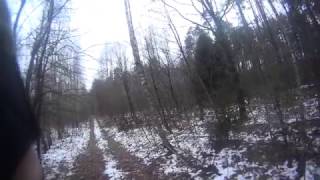 Не охота на лося с гончей. Работа пегой гончей по лосю