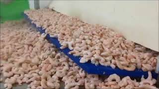 OctoFrost. Флюидизационная заморозка морепродуктов