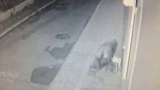 Прикол. Пьяный мужик упал пока ссал.