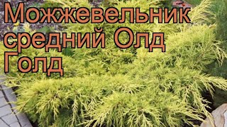 Можжевельник средний Олд Голд (old gold) ? обзор: как сажать, саженцы можжевельника Олд Голд
