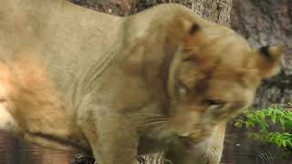 Hungry Lion Eating Dry Leaves Rare Video Free Background Screensaver for Any Device