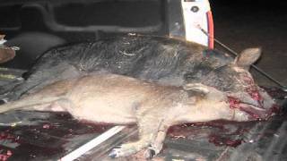Hog Hunt Digisight 6.8SPC