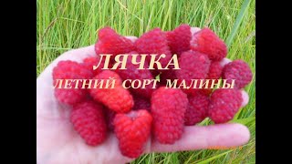 Малина Лячка  (Ляшка)  Ранний, летний сорт малины