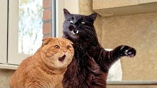 Funny Cats Compilation 2016 | Cat fails 2016 | Funny pets