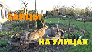 Дикие зайцы заселяют улицы Голландии/Куда делись кролики