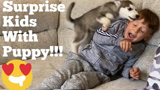 Kids Return From Holiday To A New Husky Puppy!! [BEST REACTION EVER!] [PUPPY ATTACK!!]