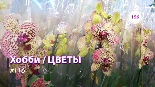 156#116 / Хобби-Цветы / 03.2019 - ЛЕРУА МЕРЛЕН (ЗЕЛЕНОГРАД). ОБЗОР