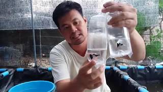 การเลี้ยงปลาหางนกยูงเกรด EP.3 เริ่มต้นนำปลาหางนกยูงเกรดเข้าบ้าน