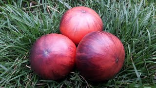 Томат Розовый сибирский тигр (siberian tiger tomato)