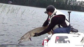 Моя трофейная щука на 11 кг. 410 гр.