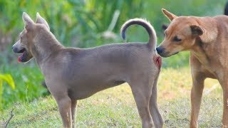 Street Dogs - dog meeting first time - dog mating gentle love in street Dogs #03