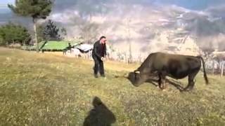 Boğayla Boğa Olan Yurdum İnsanı