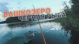 Рыбалка на Вашкозеро с ночевкой. Почему рыба черная?