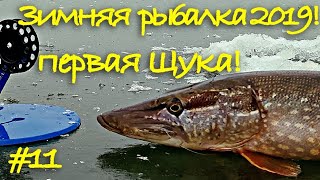 Щука на жерлицу зимой! Зимняя рыбалка. Первый лед 2019. Первая в жизни щука на жерлицы!