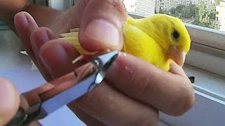 ? как обрезать когти канарейке
