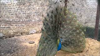 Peacock Mating Dance