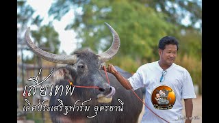 EP.77 เปิดคอกควายงาม เสี่ยเทพ เมืองอุดรธานี เลิศประเสริฐฟาร์ม #นายฮ้อย100ล้าน