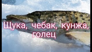 Щука и другие. Кого же больше? Сахалинская рыбалка & Sakhalin fishing