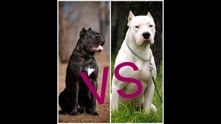 Собачий Бой Кане-корсо против Аргентинский дог какая собака круче???