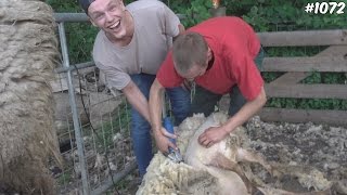 SCHAPEN SCHEREN! - ENZOKNOL VLOG #1072