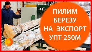 Распиловка березы на обрезную доску.✧Дисковая многопильная пилорама распиловки  березы на экспорт.