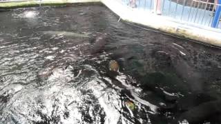 Гигантские арапаймы - Arapaima gigas