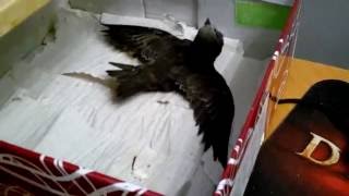 Птенец стрижа, отжимания (готовится к будущим полетам)