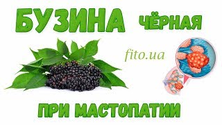 Бузина черная: полезные и лечебные свойства, приготовление | Аптека Фито