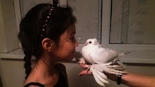 Голуби для ДУШИ . Армавирские Белоголовые Космачи в Казахстане ( Даир / Уральск. Казахстан)