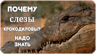 Почему слезы — крокодиловы?