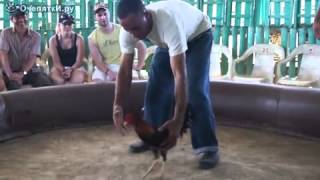 Петух танцор / Rooster dancer