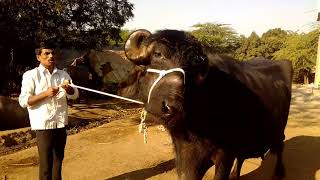 Pure Gir Buffalo 28 to30 liter milk per day  for sale maharashtra Dhule in londhanala
