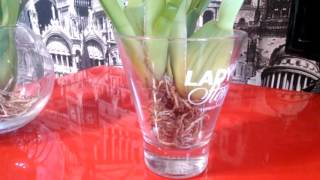 Открытая система! (Содержание в воде с просушкой). Мильтониопсис и Камбрия.