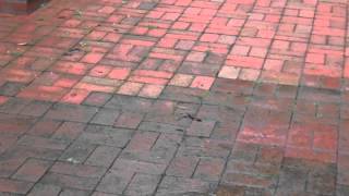 Brick patio cleaning scarsdale mold mildew removal service power wash pressure clean 914 788 9274