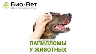 Папилломы у животных. Ветеринарная клиника Био-Вет.