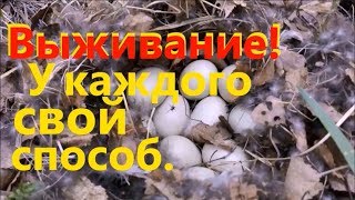 Выживание! У каждого свой способ. Нашел гнезда с яйцами!