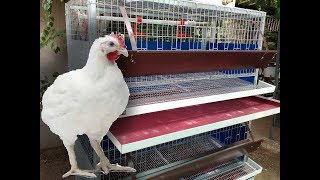 Новый бизнес. Профессиональные клетки для бройлеров и кур - несушек "КВЕЙЛИ"