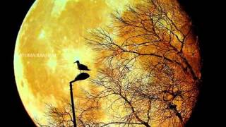 Tamil Christian Song | Dheva Pitha