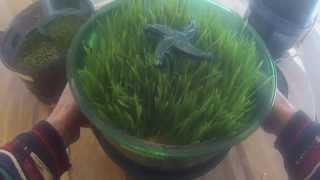 Growing Wheatgrass in the Freshlife 3000 Automatic Sprouter