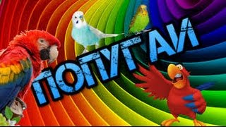 Приколы с попугаями
