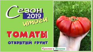Томаты для открытого грунта. Сибирь. Итог сезона 2019
