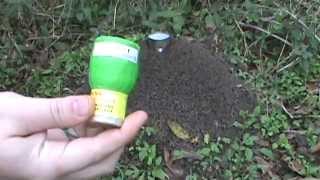 Anthill Destroyed with artillery shell (sparkling) - Blow it up!!!