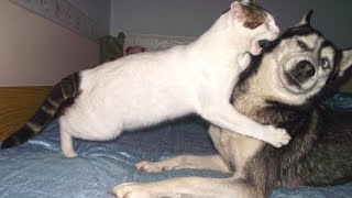 КОТЫ АТАКУЮТ СОБАК! РЖАЧ 1 ЧАСТЬ