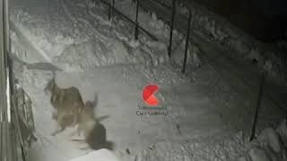 Волки гоняют собаку в Койгородке