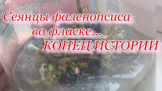 Фласка фаленопсиса Шиллериана. Все сеянцы погибли