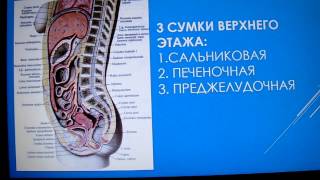БРЮШИННАЯ ПОЛОСТЬ. БРЮШИНА. ЕЕ СТРОЕНИЕ. ВЕРХНИЙ ЭТАЖ БРЮШИННОЙ ПОЛОСТИ