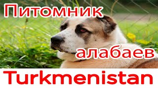 Питомник по разведению туркменских алабаев. Туркменистан / Nursery for breeding Turkmen alabaev.