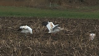 YOUNG WHOOPING CRANE READY FOR FIRST MIGRATION  HORICON MARSH
