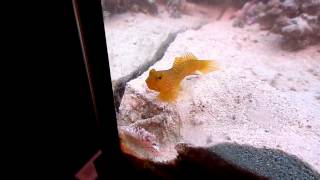 Yellow Watchman Goby & Pistol Shrimp Pair
