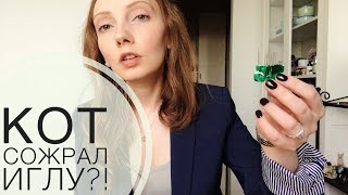 Осторожно, ориентальный кот. Ветеринар, трудности, опасные игры. Чем кончилось